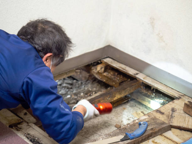 Attic Mold Removal in Heath, TX