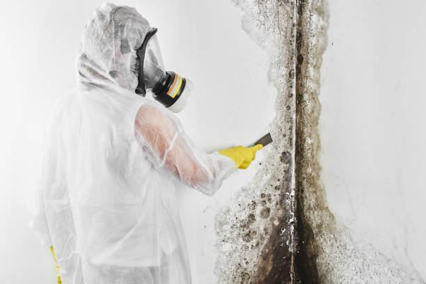 Best Residential Mold Removal  in Heath, TX