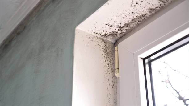 Best Attic Mold Removal  in Heath, TX