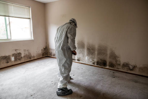 Reliable Heath, TX Mold Removal Solutions