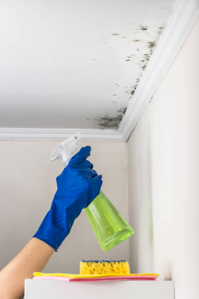 Best Certified Mold Removal  in Heath, TX