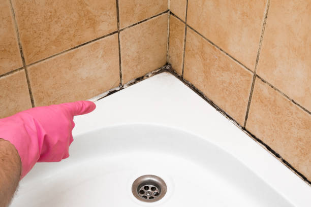 Best Same-Day Mold Removal  in Heath, TX