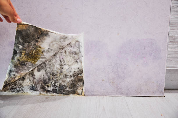 Best Attic Mold Removal  in Heath, TX